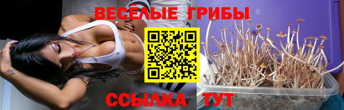 Псилоцибиновые грибы Psilocybine cubensis Углич